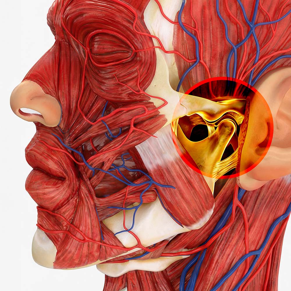 temporomandibular joint